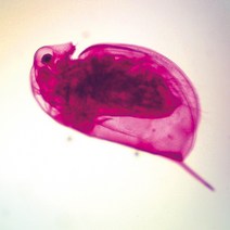 영구프레파라트/물벼룩