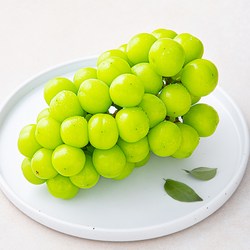 산지직송 아주마 비파괴 당도 선별 영동, 상주산 샤인머스켓, 600g, 1박스