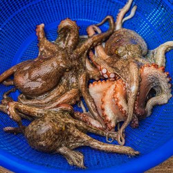 자연산 활 돌문어 1-3미 랜덤, 1개, 1kg
