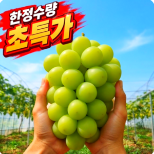 당도선별 초고당도 샤인머스켓
