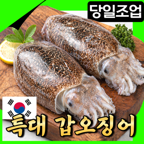 [당일조업] 생물 갑오징어 국내산 특대사이즈 당일 선주직발송 특품선별