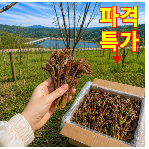 산지직송 국내산 햇가죽나물순 봄 제철 한정판매
