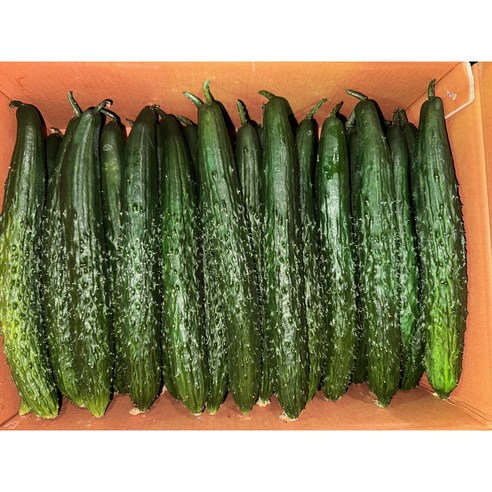 오이 가시오이 못난이 특품 5kg 10kg