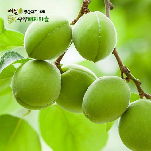 광양매화마을 광양매실 청매실10kg