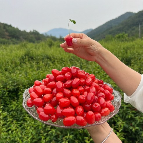 유기농 보리수 3kg 제철 생과 대용량 과일 아그데뜰
