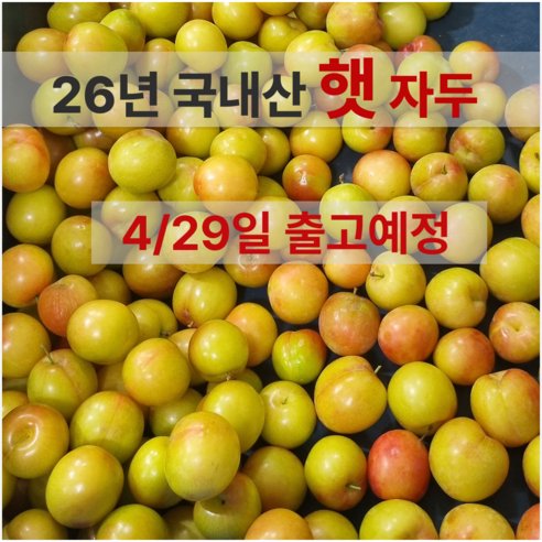 [4/29일 출고예정임박] 고당도 햇 하우스 자두 경북 산지직송, 1박스, 소과 / 300g x 2팩 (팩당 7-9과)
