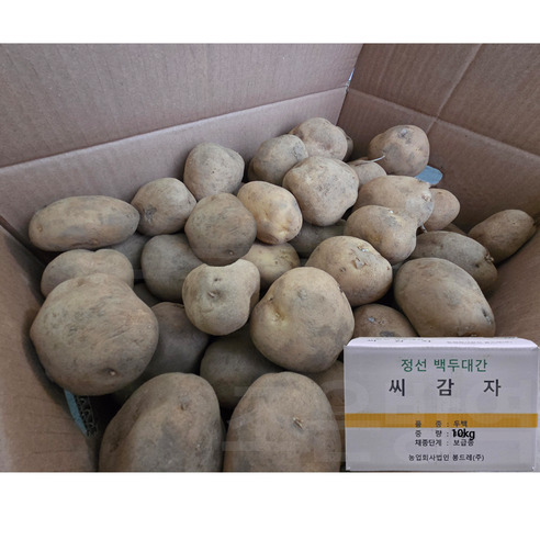 강원농산  씨감자 두백 10kg 보급종 감자씨