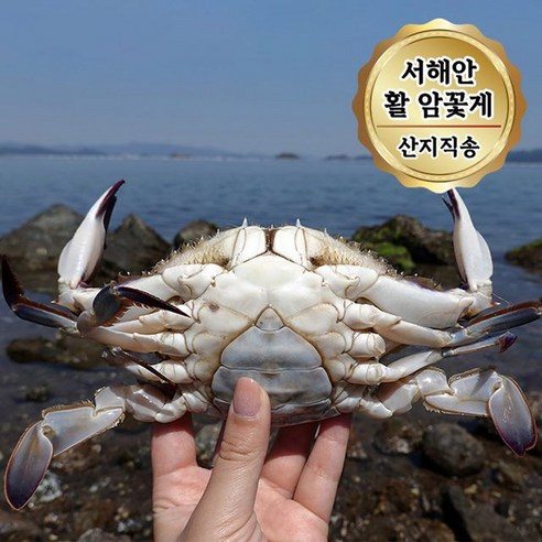 당일조업 서해안 활 암꽃게 알배기 꽃게