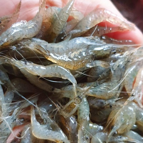 응답하라삼천포수산 자연산 민물새우 1kg 김장용새우 토하새우, 1개, 1kg