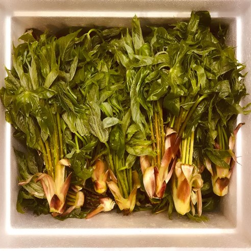 국산 엄나무순 개두릅 강원도 자연산 산지직송, 2kg, 1세트