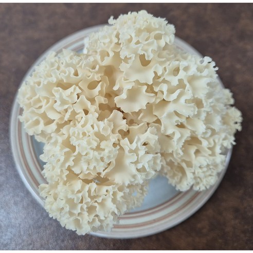 꽃송이버섯(유기농,GAP) 500G