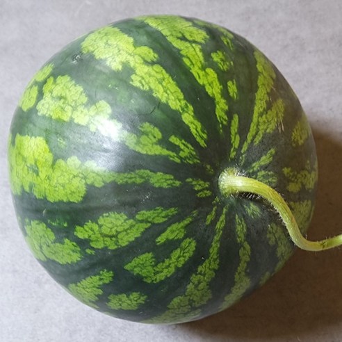 [새벽청과]당도선별 고당도 꿀 수박 흑수박 망고수박, 1개, 수박 4~5kg