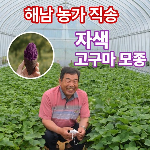 더맛곳간 국내산 해남 자색고구마 모종 고구마순 종근 종순 종자 자색고구마