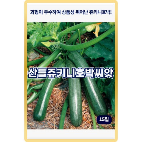 산들 쥬키니 호박씨앗 15립 과형 우수하고 상품성 뛰어난 쥬키니 호박씨 종자, 1개