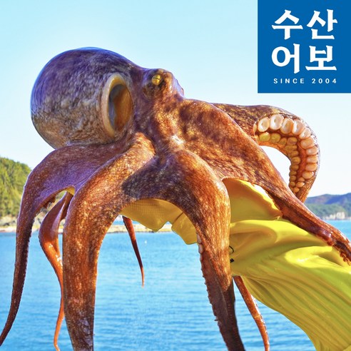 산지직송 당일조업 통영 문어 자연산 활 돌문어