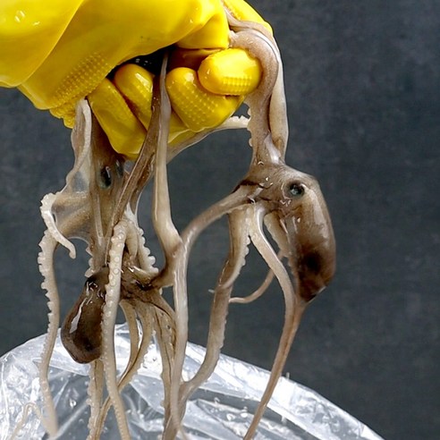 자연산 신안 무안 목포 뻘낙지 살아서 도착 산낙지, 5개, 대낙지(170g~190g)