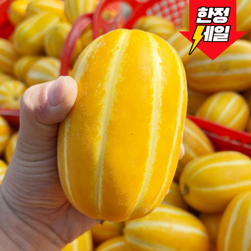 성주산지직송!! 성주 꿀 참외 /3kg, 5kg, 10kg 혼합과(당일수확,당일출고)