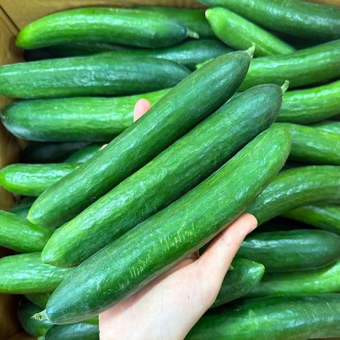 스마일프레쉬 아삭삭한 스낵오이 미니오이, 1개, 미니오이 2kg(20개내외)