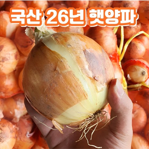 국내산 26년 양파 10kg 소 중 대 혼합 산지직송, 1개, 중 10kg