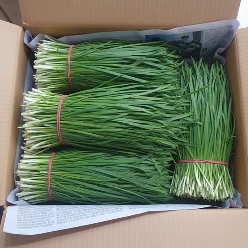 국내산 손질 부추 한단 정구지, 1개, 500g