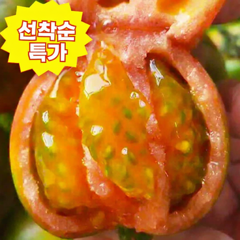 [선착순한정특가] 재구매폭주 산지직송 상콤탱글 완숙토마토