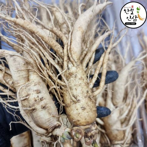 6년근 1kg 굵은 인삼 수삼 오쿠 홍삼제조용 난발 인삼 풍기인삼시장 한보인삼사