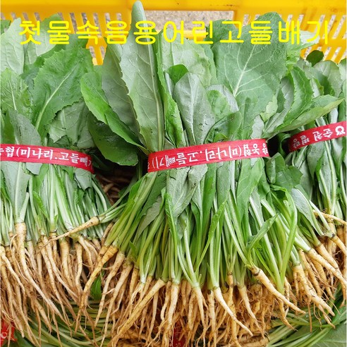 참농인고들빼기5단(하늘이내린약초고들빼기 )