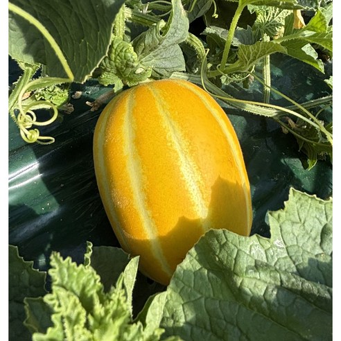 성주 참외 꿀참외 당도보장  산지직송