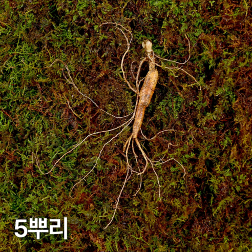 삼삼삼 10년근 파삼 산양산삼 장뇌삼 산양삼 장뇌산삼
