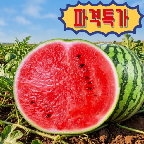 [당도선별] 달콤 시원한 촉촉한 산지직송 고당도 꿀 수박