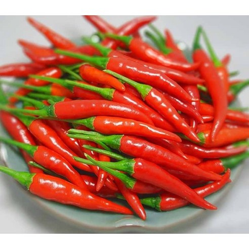 베트남 생고추 OT CAY TUOI VIET NAM, 1박스, 500G