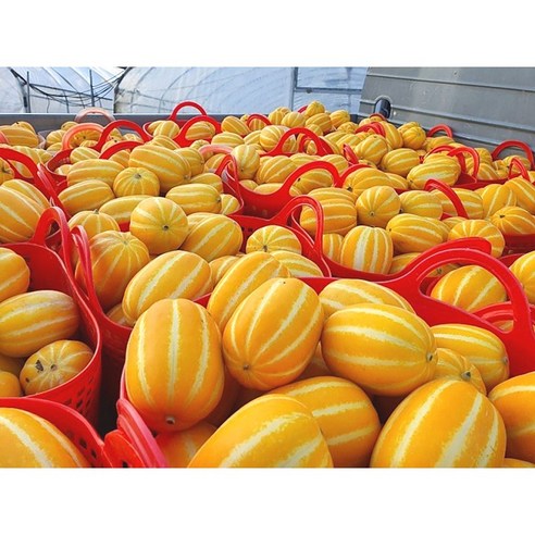 산지직송 당도선별 석군참외 성주참외 3kg 실중량, 가정용 혼합과 3kg, 1박스
