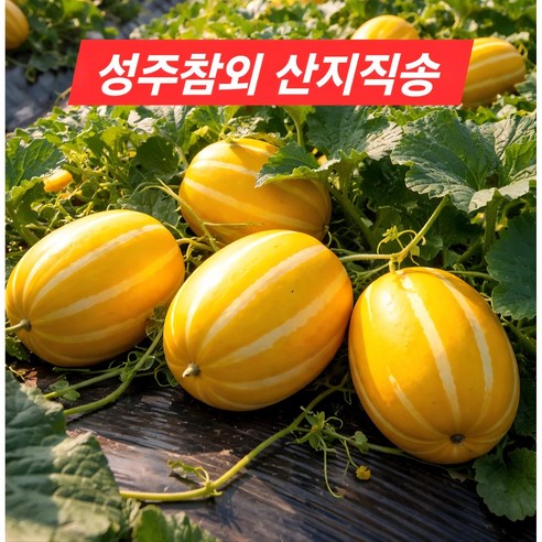 [고당도] 성주 꿀참외 산지직송 당일수확 당도선별 가정용3kg 5kg, 1박스, 혼합과5kg