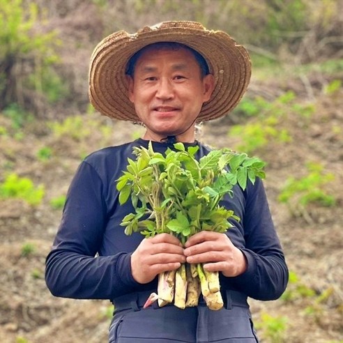 국내산 유명 산지 땅두릅 제철 산나물 봄나물