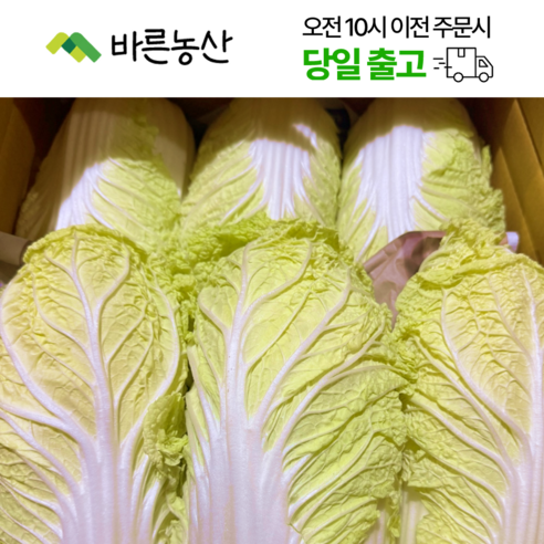 < 바른농산 > 국내산 알배기 배추 알배추 쌈배추 (400~900g)