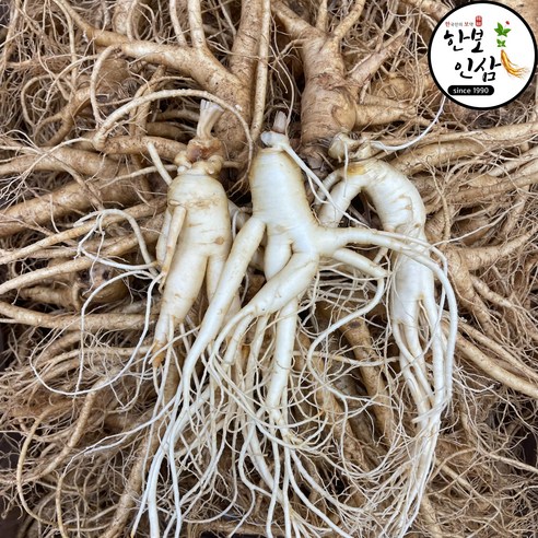 6년근 5년근 세척 인삼 수삼 250g 실속 풍기인삼 한보인삼사 무료세척 무료배송