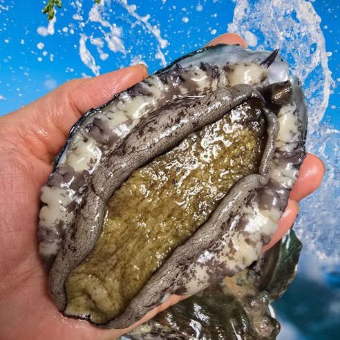 친절한이서방 왕특대 완도 활 전복 직거래