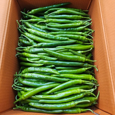 [최상품]국내산 신선한 풋고추 롱그린 미인고추 아삭이 300g, 500g, 1kg, 500g, 1개