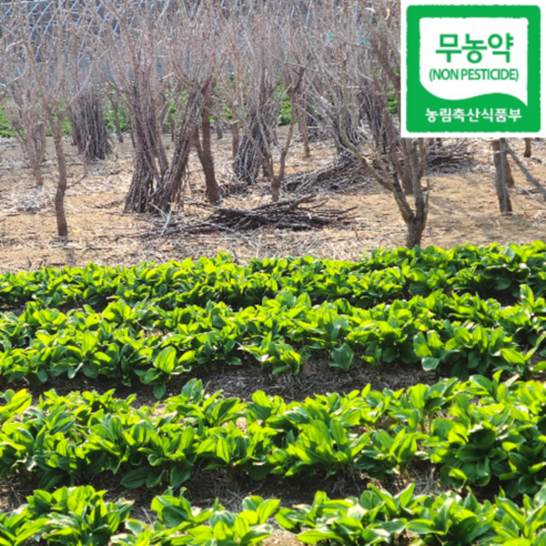 2026 강릉 오대산 부연동마을 생 명이나물 산마늘 최상품 친환경 무농약농산물 인증, 줄기포함 잎명이 1kg, 1개