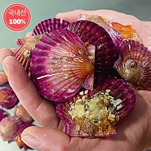 윤수산 통영 홍가리비 제철 해감