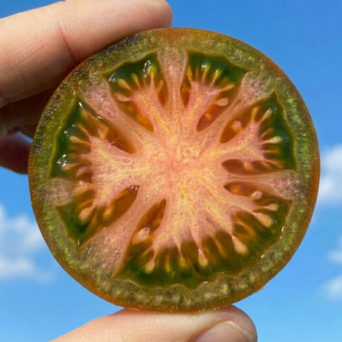 [한정수량마감임박] 당일수확 단짠폭발 짭짤이 대저토마토