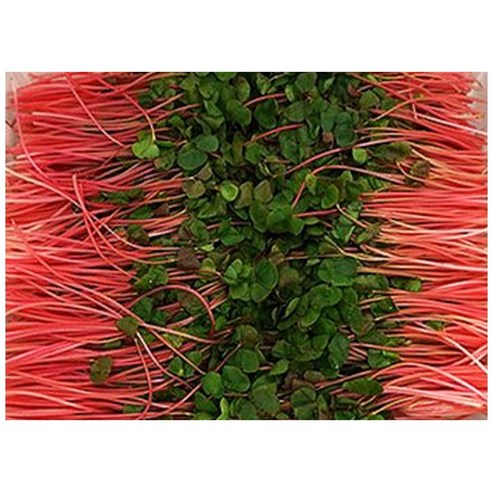 야채왕 적메밀순 1팩(500g)