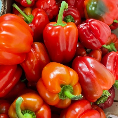 못난이 파프리카모음 색상혼합 빨강,노랑(1kg,2kg,3kg) 가락시장 직배송 푸르름팜, 1KG, 1개