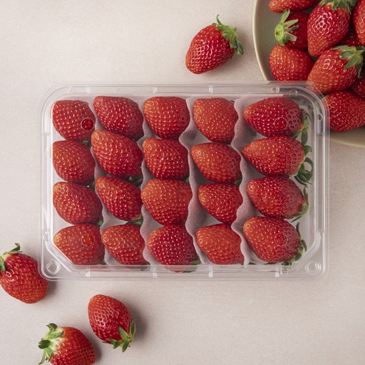 설향 딸기 대과