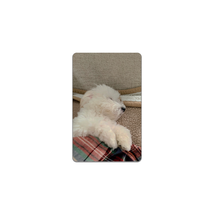 아르토르 Good night 카드스킨 아르토르 Good night 카드스킨