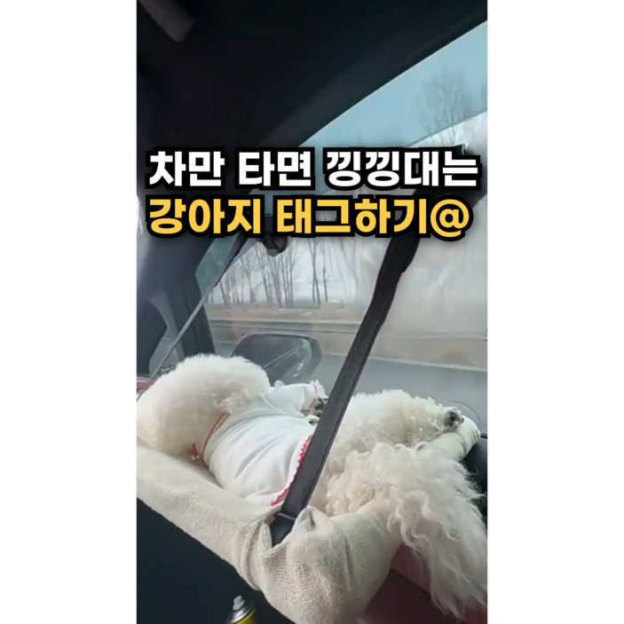 차량용 애견 침대 흡착 고양이 강아지 해먹
