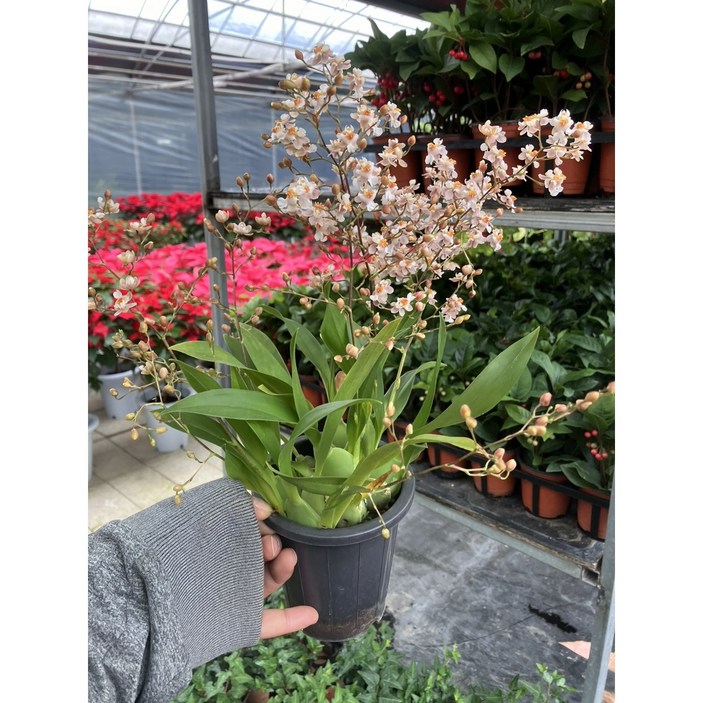 근이네식물원 온시디움 환타지아 핑크 향기난