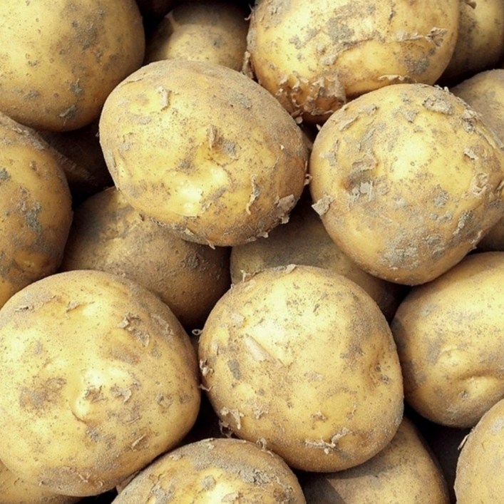 국내산 수미 감자 햇감자, 1개, 5kg 대