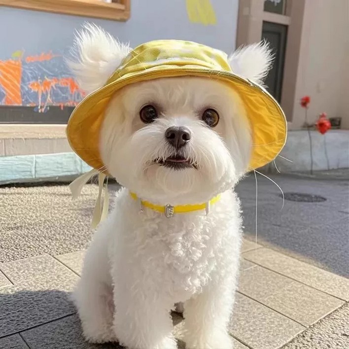 Warmth 귀여운 고양이 강아지 귀달이 조절 버클 버킷햇 모자 펫 모자 고양이 강아지 캡 모자 썬캡 자외선 차단 모자 여름 외출, 1개, Yellow