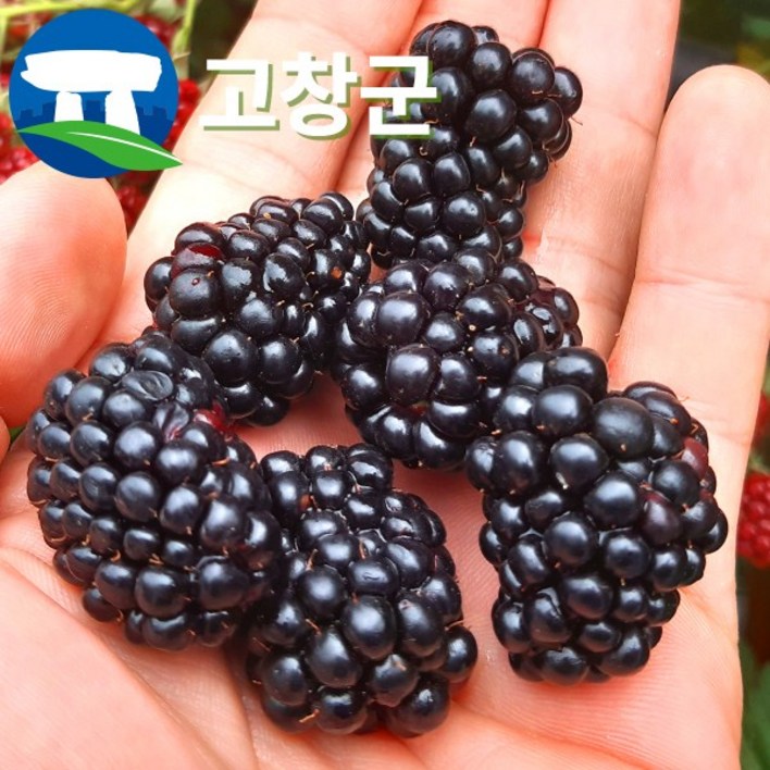산지직송 고창 복분자 블랙베리 특품 10kg 5kg 2.5kg 1kg / 생과 급냉 슈퍼복분자 고창복분자 햇복분자
